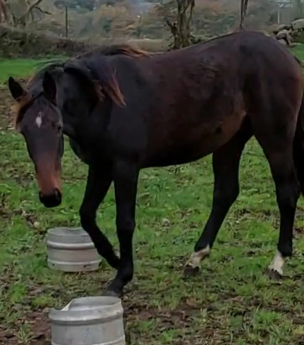 Future Broodmare/Recip - Image 4