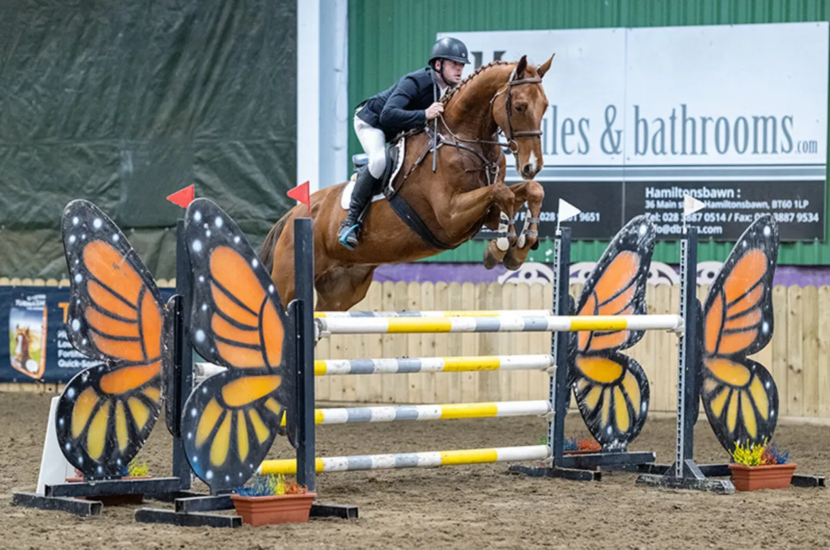 8yr old geliding - Image 2