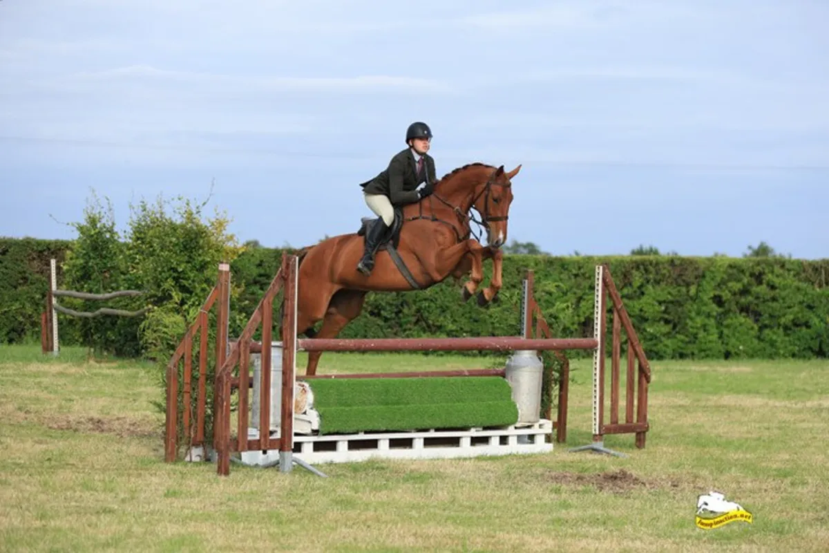 8yr old geliding - Image 3