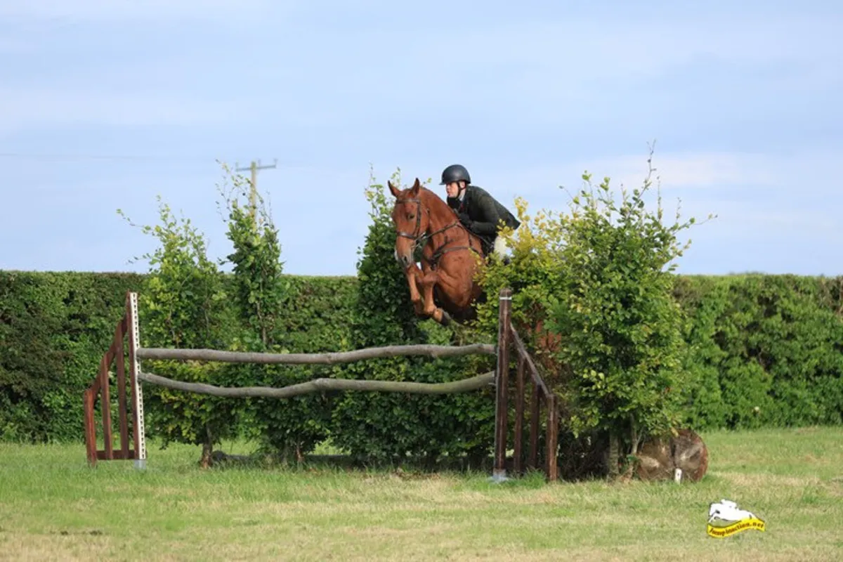 8yr old geliding - Image 4