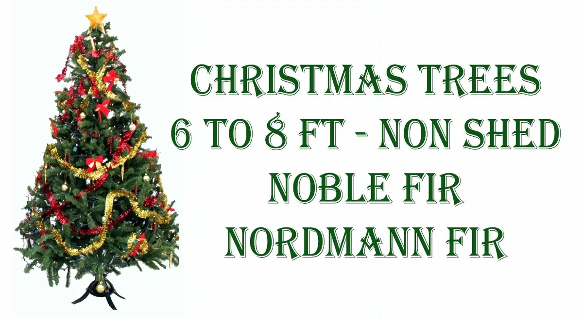 Irish non shed Christmas Tree - Image 1