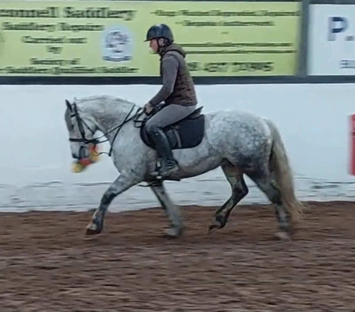 13.1hh Connie type pony - Image 1