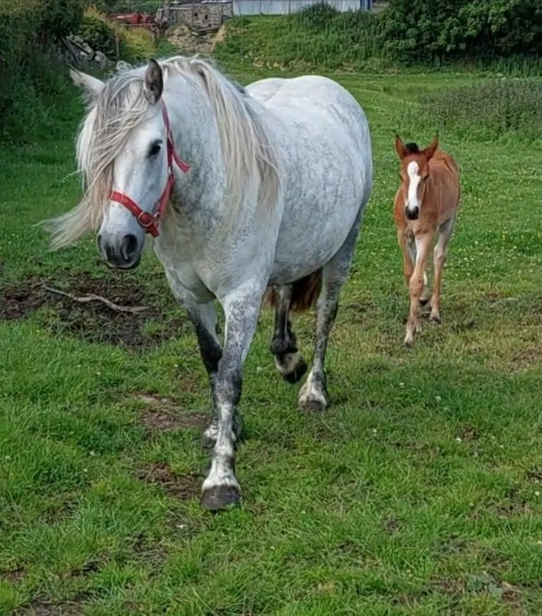 13.1hh Connie type pony - Image 2