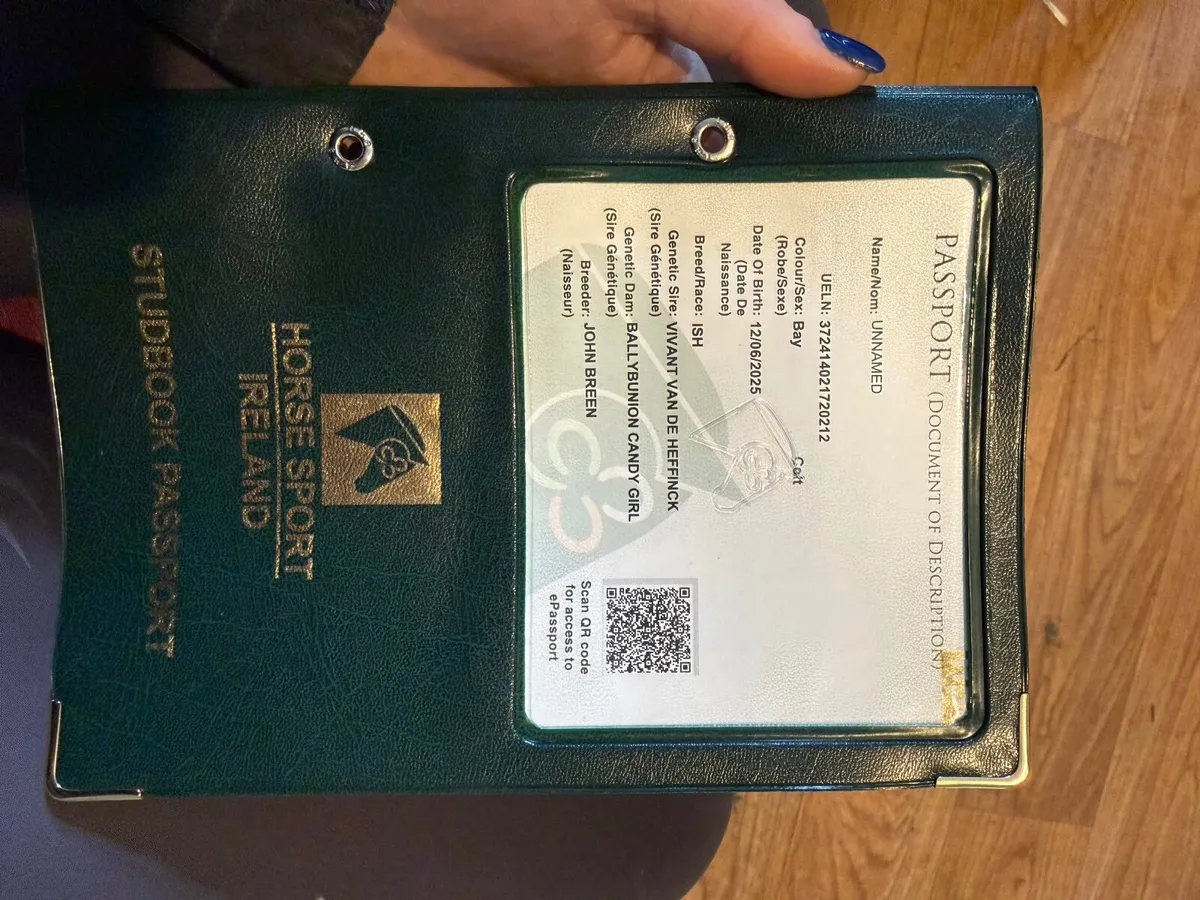 Quality ISH Colt - Vivant X Sligo Candy Boy - Image 4