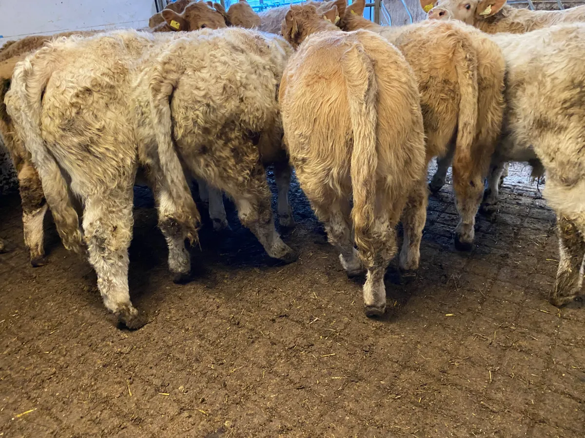 Do U Need Champion Charlois Bullocks - Image 3