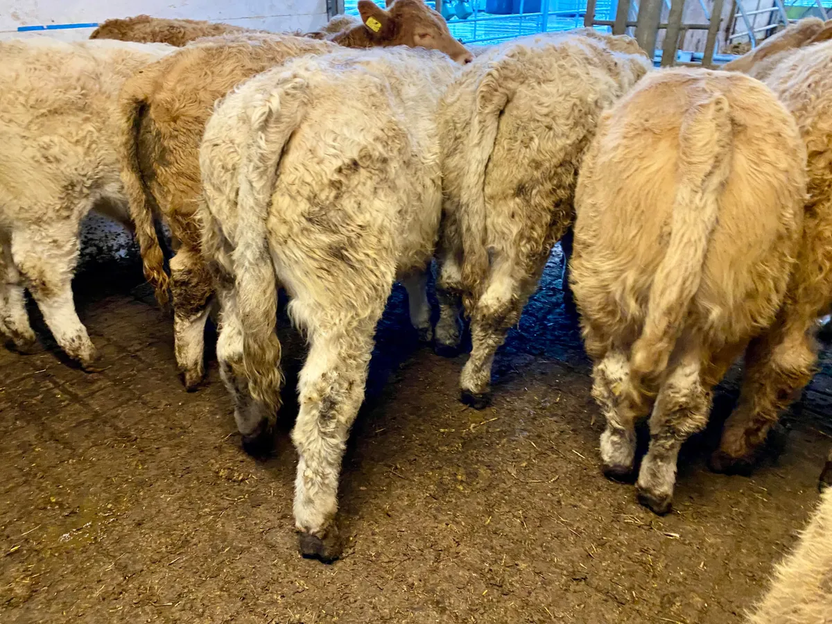 Do U Need Champion Charlois Bullocks - Image 1