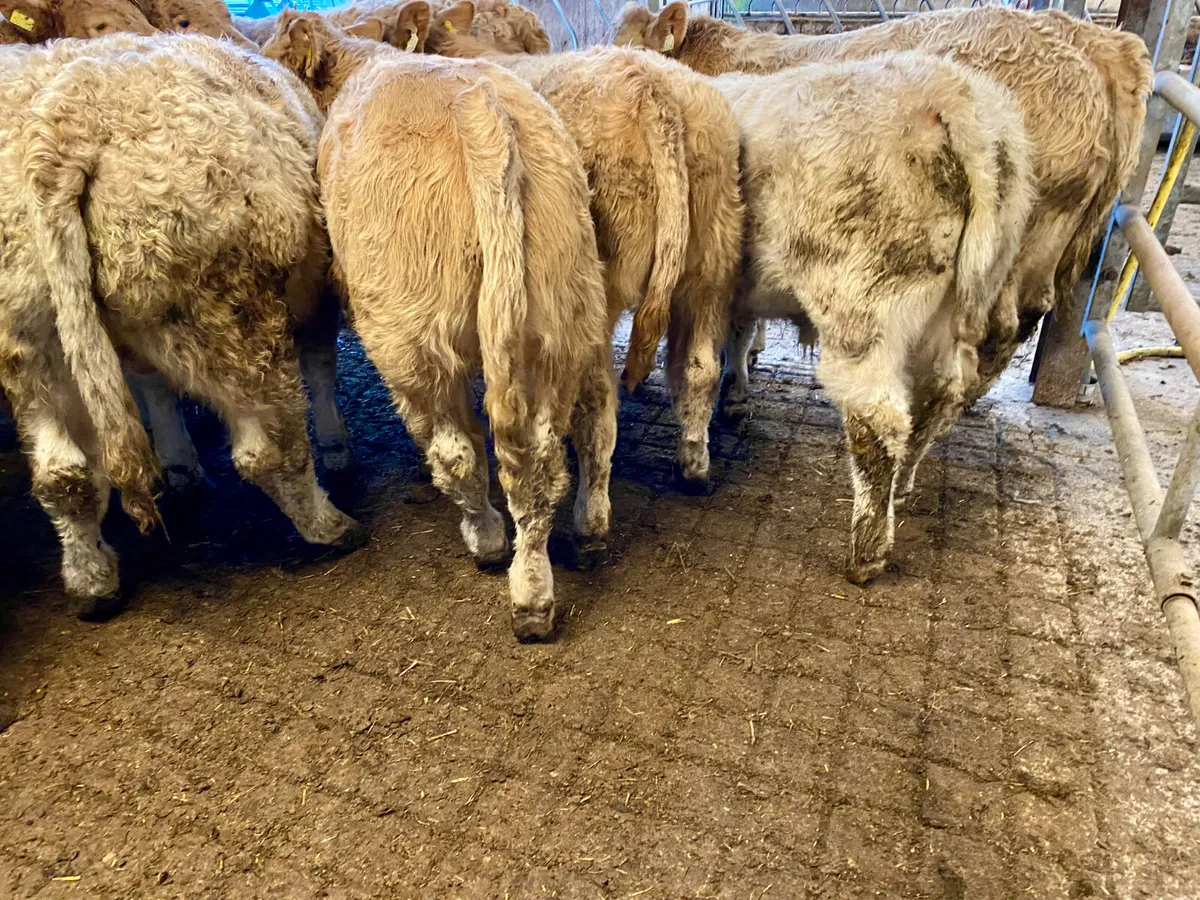 Do U Need Champion Charlois Bullocks - Image 2