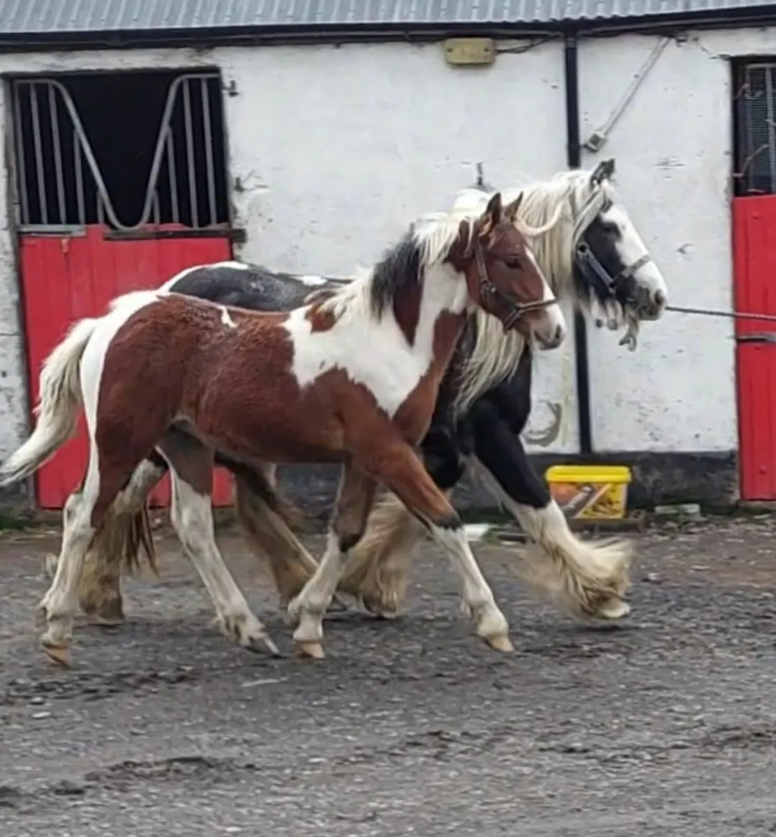 Stunning Colt foal - Image 1