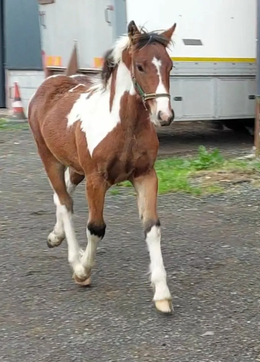 Stunning Colt foal - Image 2