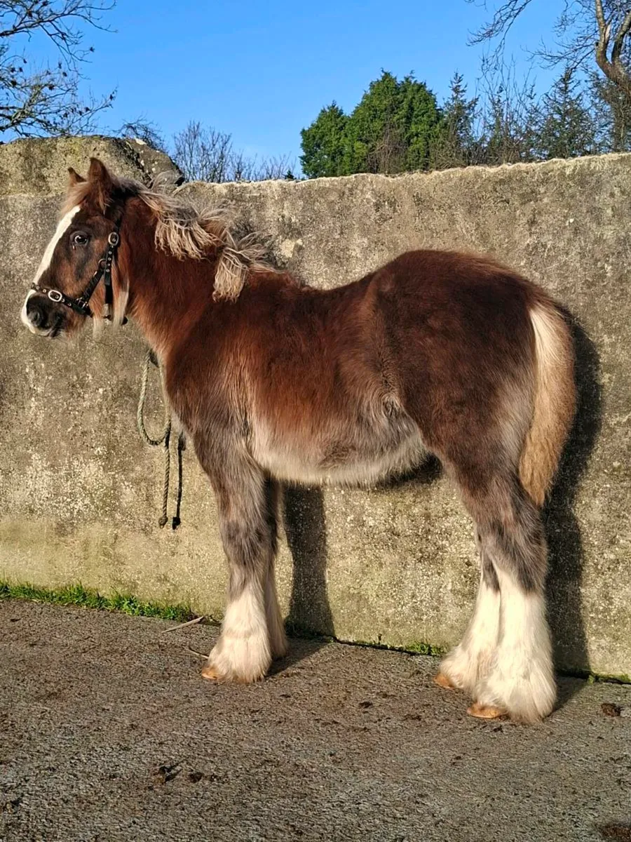 Heavy Cob Filly Foal - Image 1
