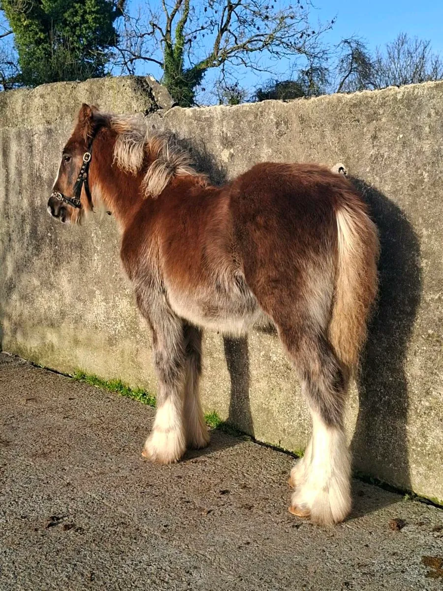 Heavy Cob Filly Foal - Image 2