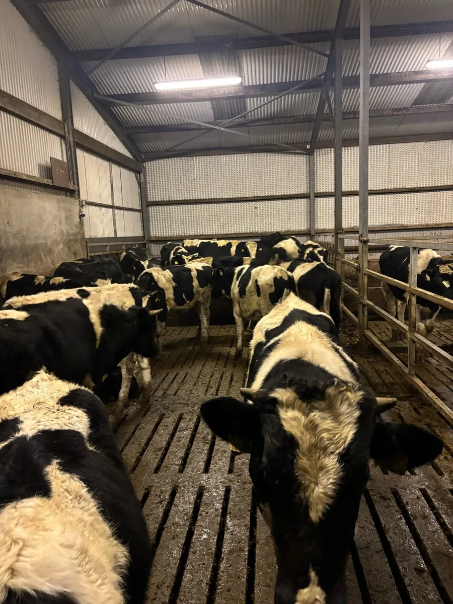 35 Friesian bulls
