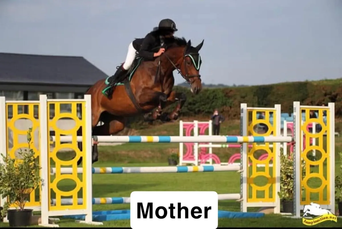 Sport horse colt  Foals - Image 2