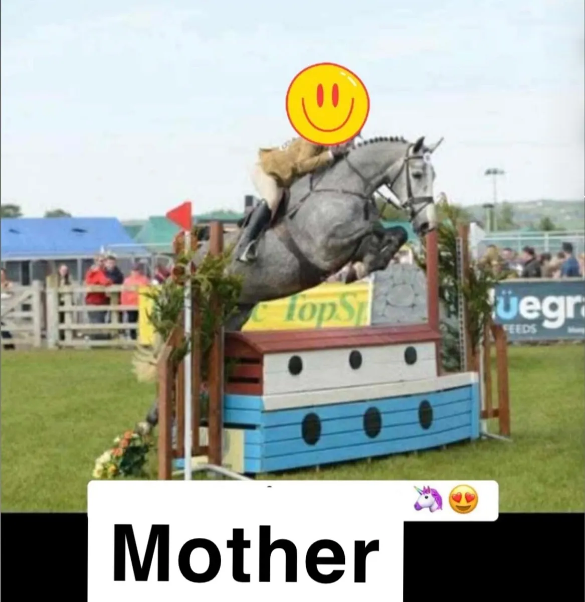 Sport horse colt  Foals - Image 1