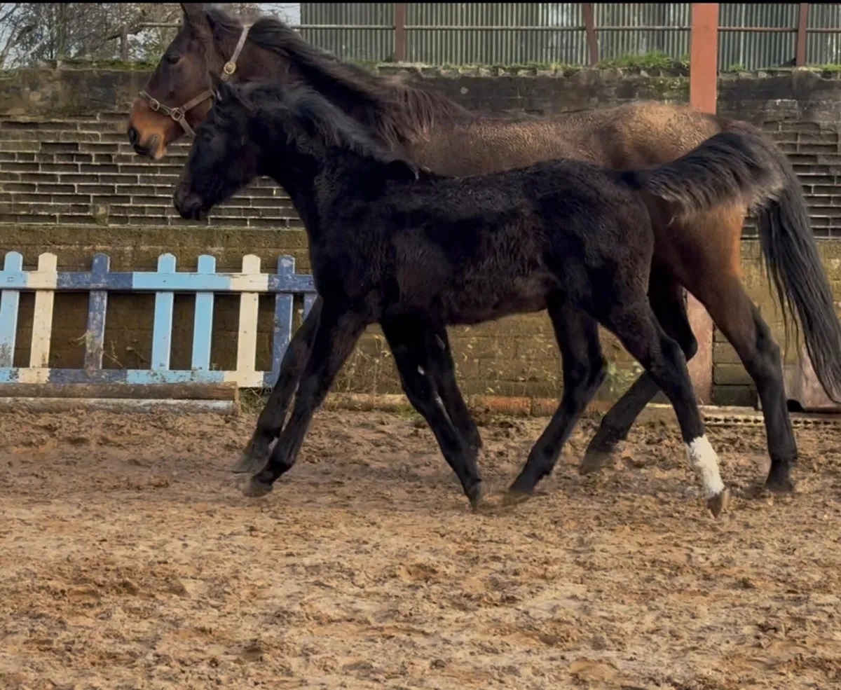 Sport horse colt  Foals - Image 3