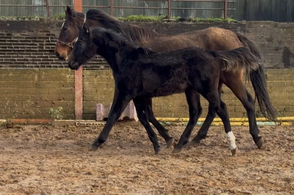 Sport horse colt  Foals - Image 4
