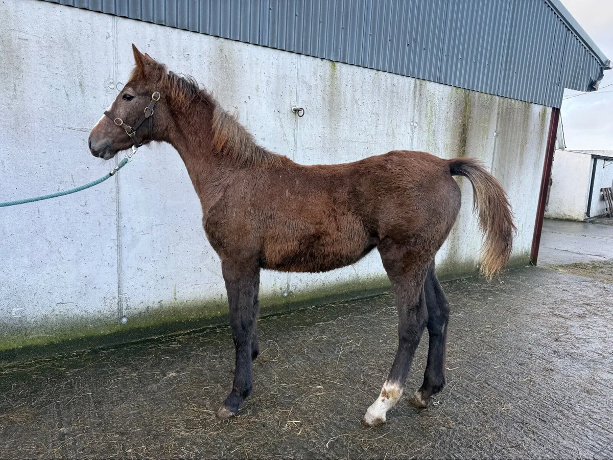 Quality ISH Filly - Lansdowne X Ballybunion Cruise - Image 2