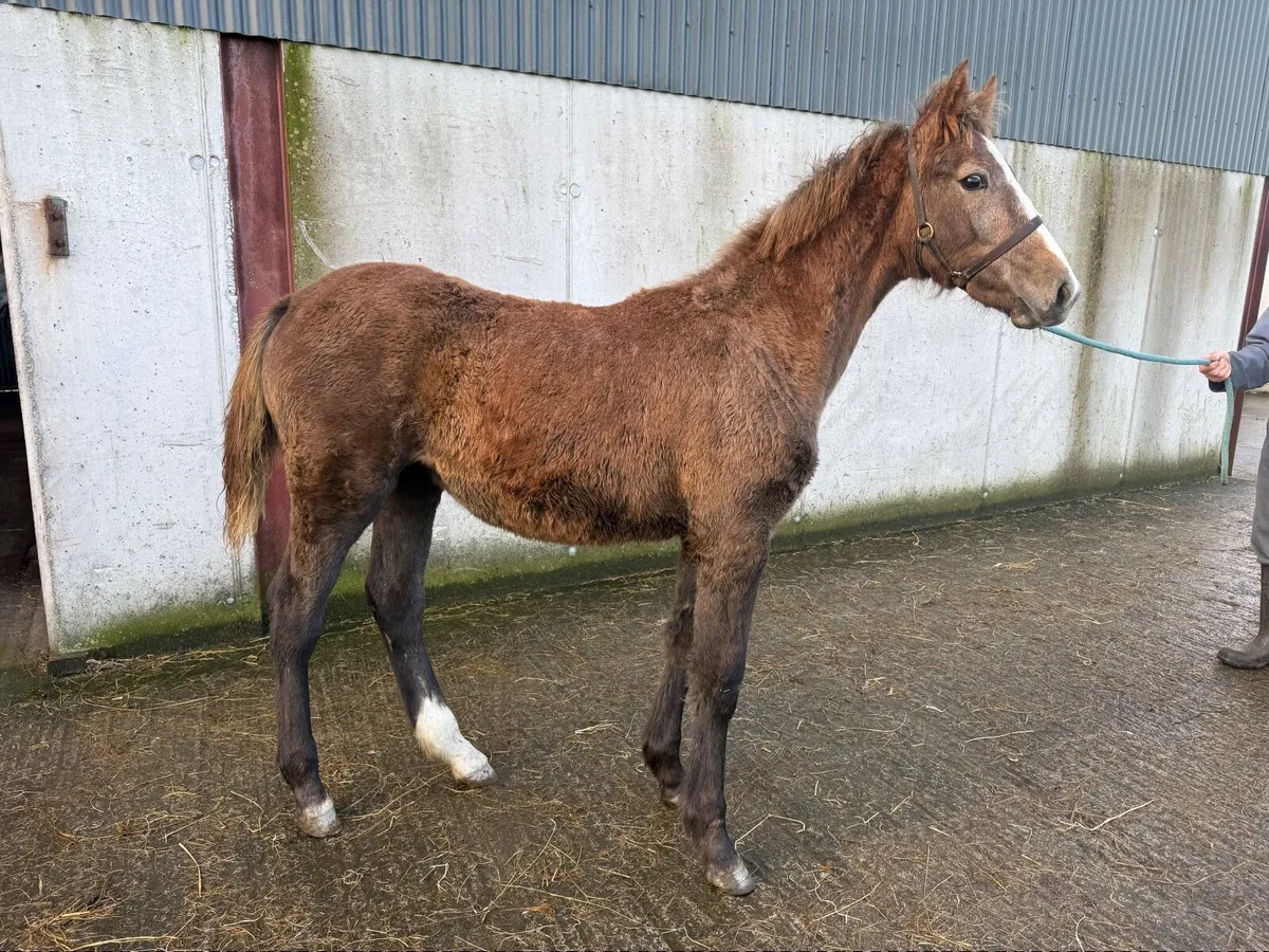 Quality ISH Filly - Lansdowne X Ballybunion Cruise - Image 3