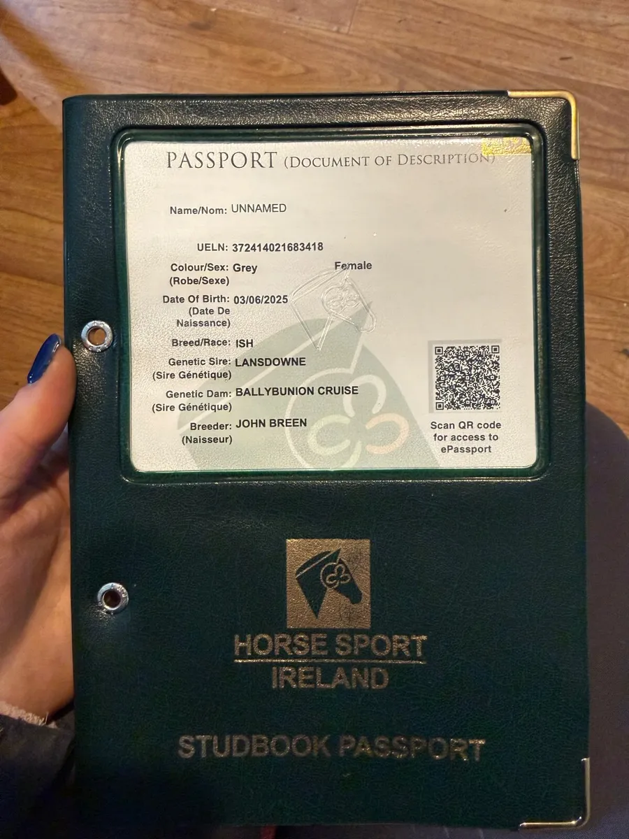 Quality ISH Filly - Lansdowne X Ballybunion Cruise - Image 4