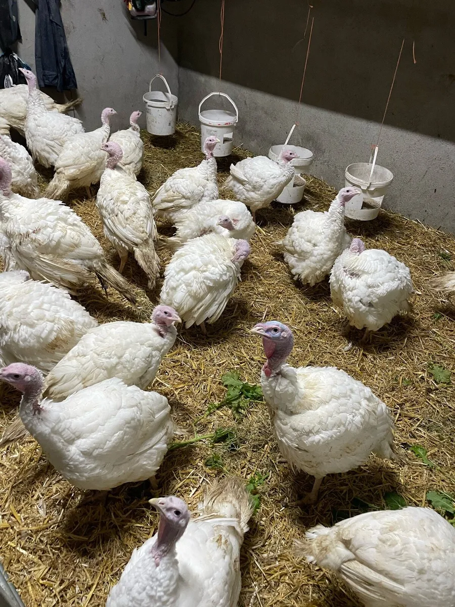 Turkeys - Image 2
