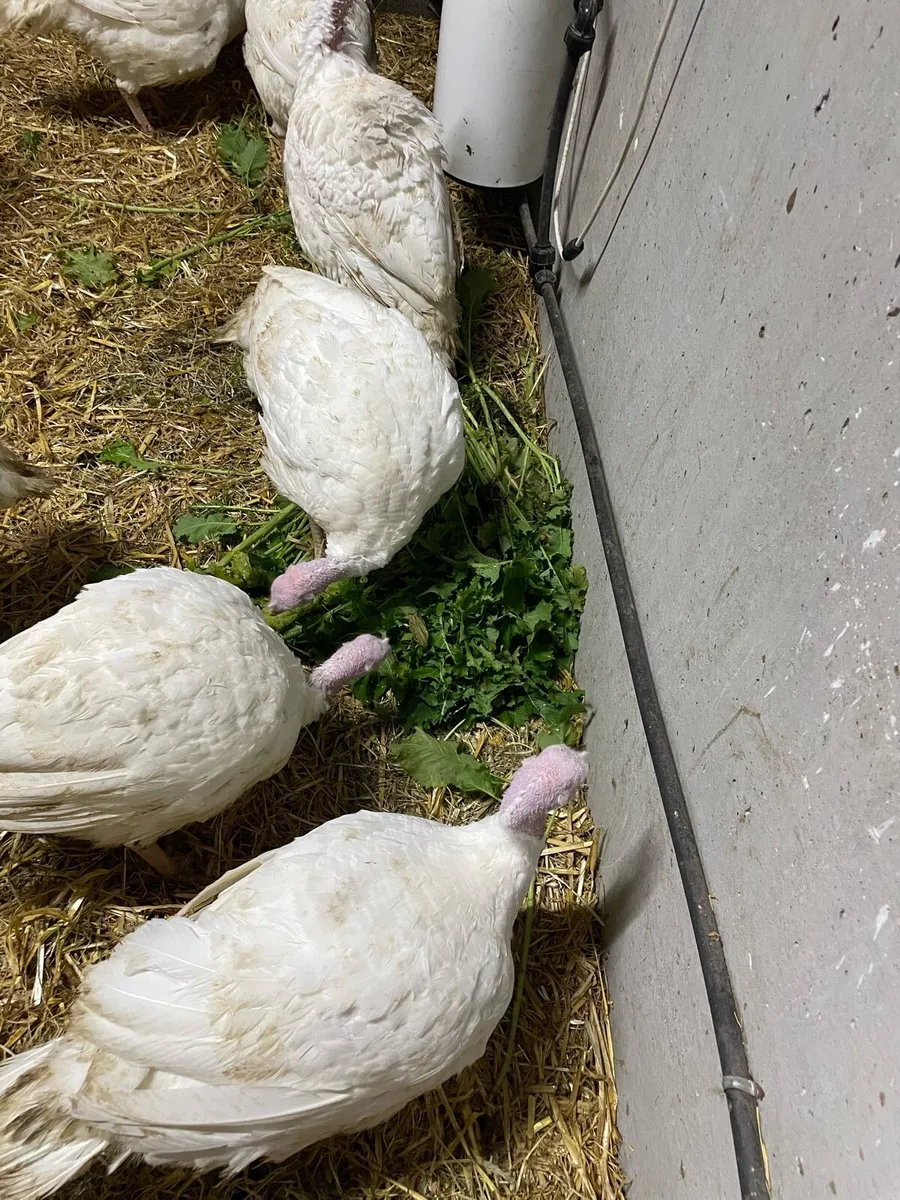 Turkeys - Image 3