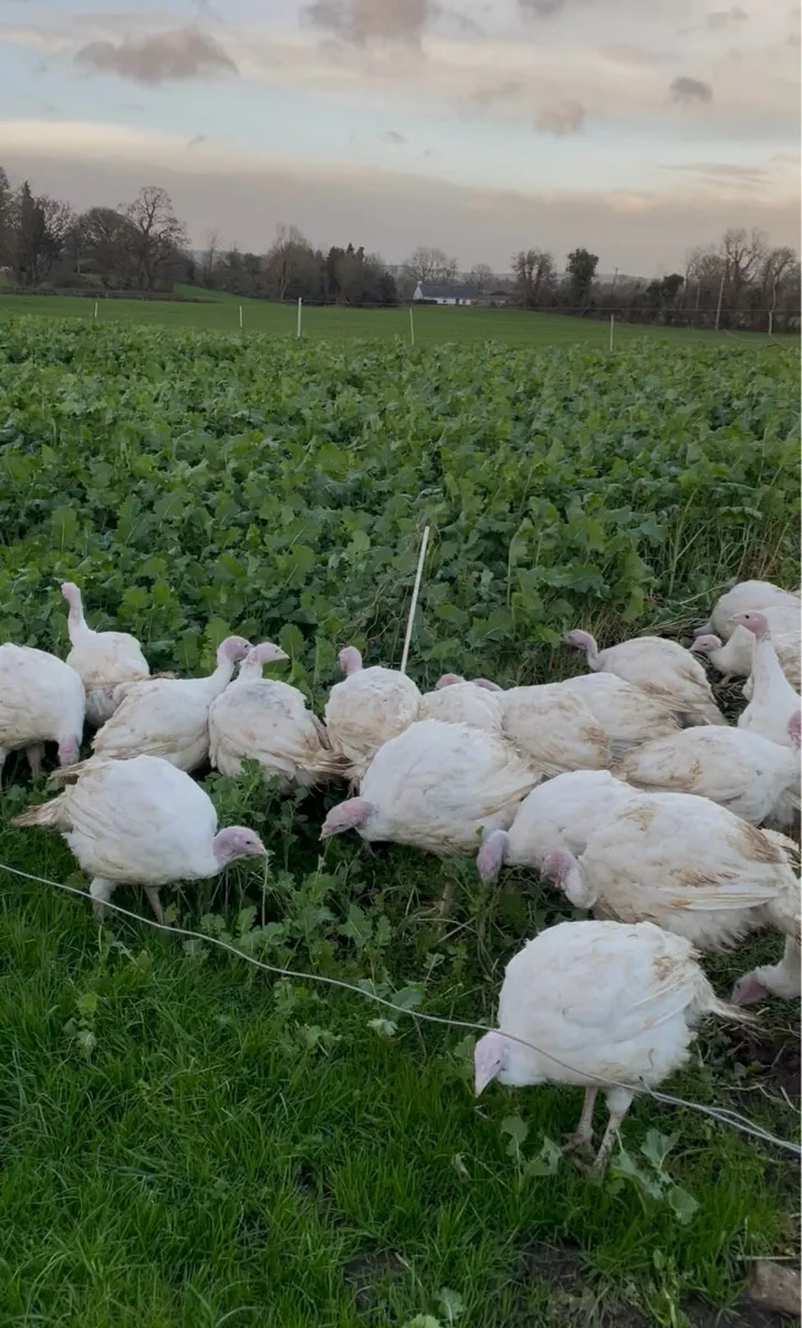 Turkeys - Image 4