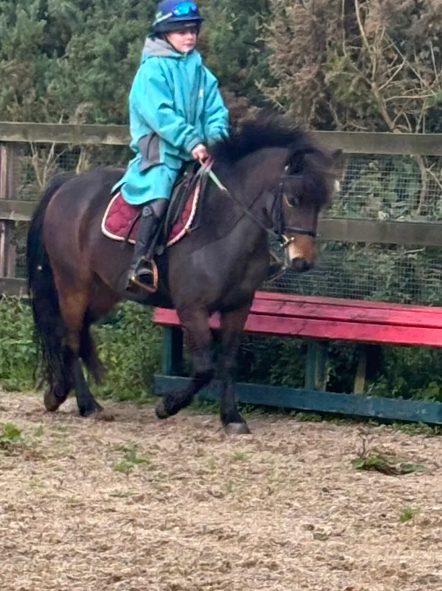 12.2 Rising 5 yr old Part bred Connemara - Image 1