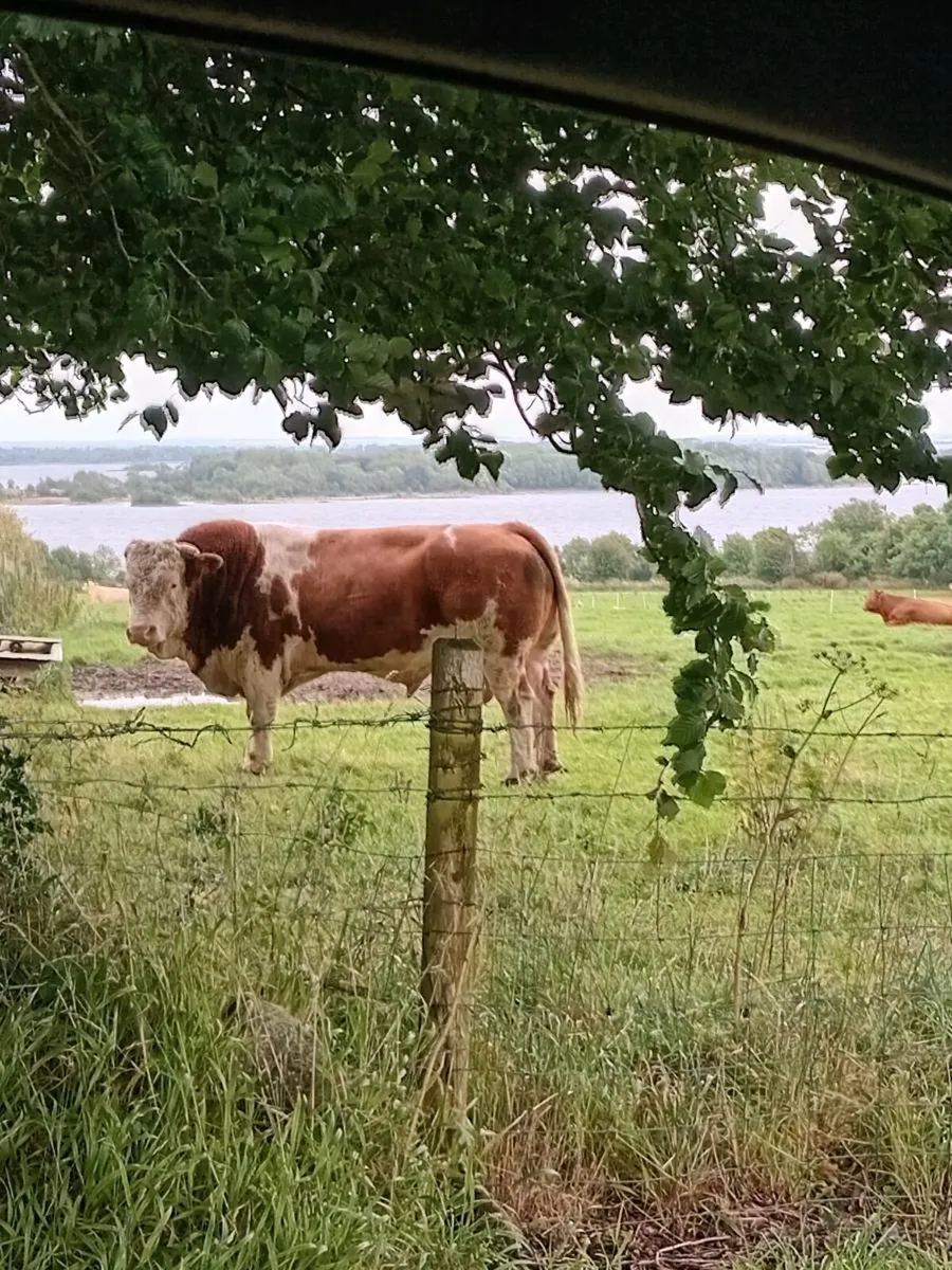 Si bull Roscommon mart 12/12/25 - Image 1