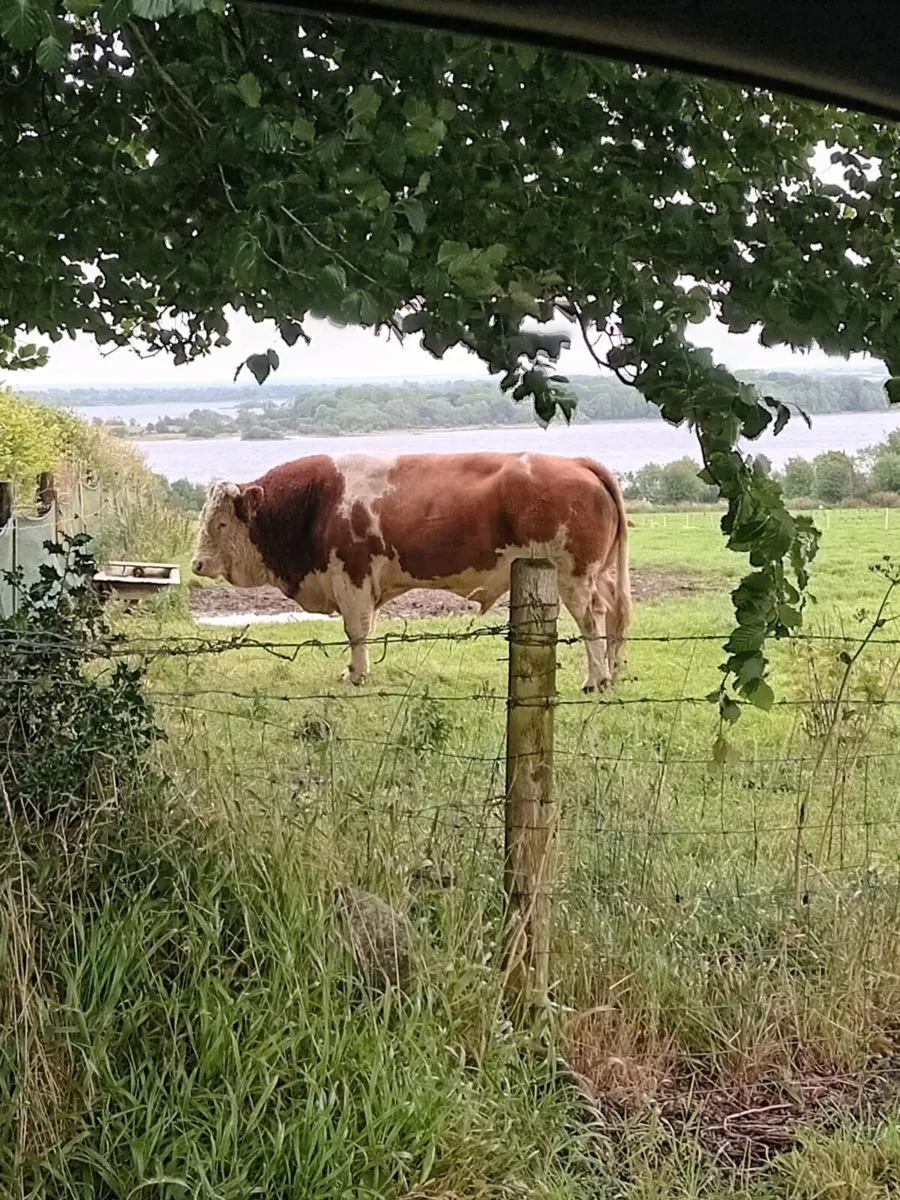 Si bull Roscommon mart 12/12/25 - Image 2