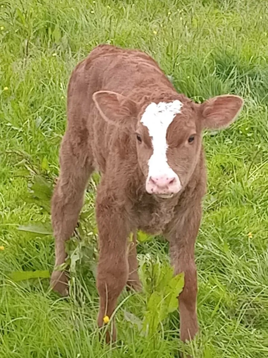 Si bull Roscommon mart 12/12/25 - Image 3