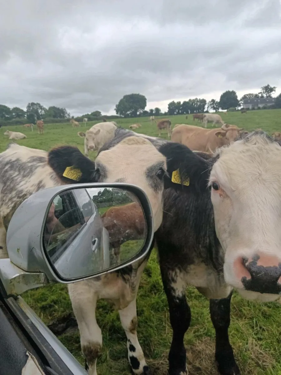 Si bull Roscommon mart 12/12/25 - Image 4