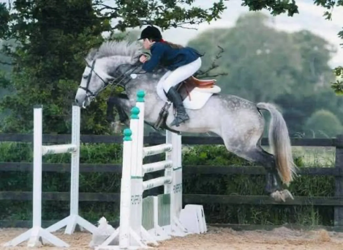 12.2 Rising 5 yr old Part bred Connemara - Image 2