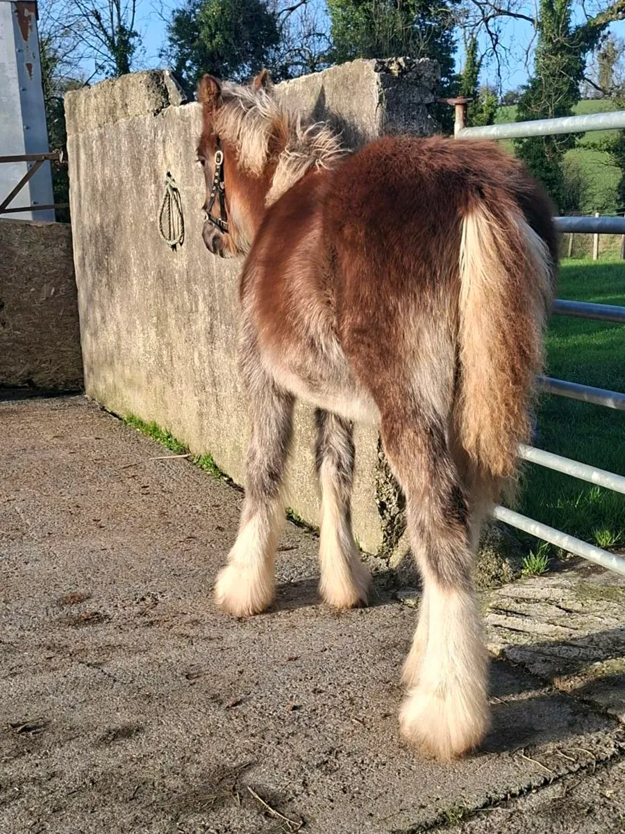 Heavy Cob Filly Foal - Image 3