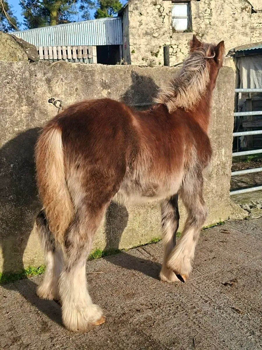 Heavy Cob Filly Foal - Image 4
