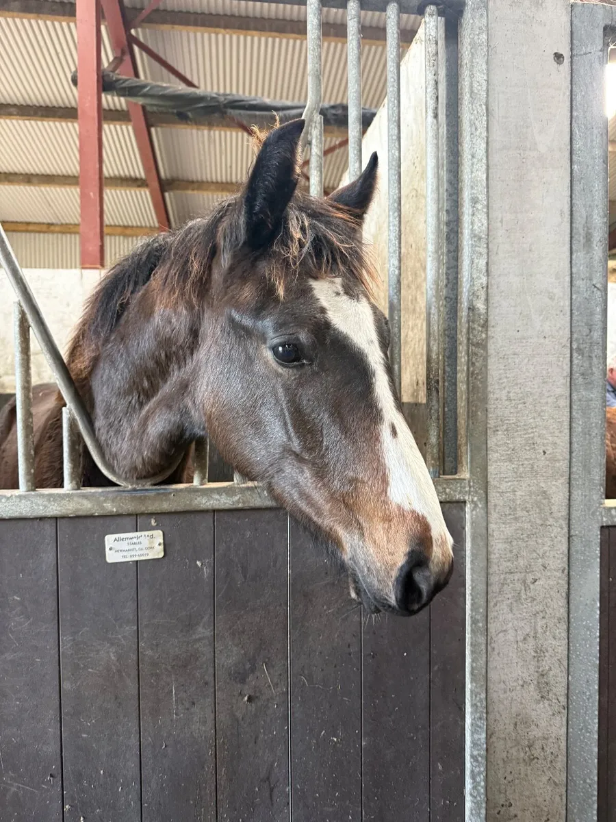 Quality ISH Colt - Vivant X Sligo Candy Boy - Image 1