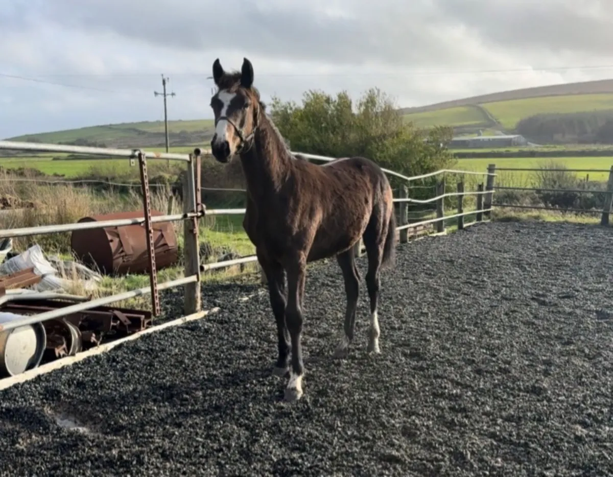 Quality ISH Filly - Lansdowne X Ballybunion Cruise - Image 1