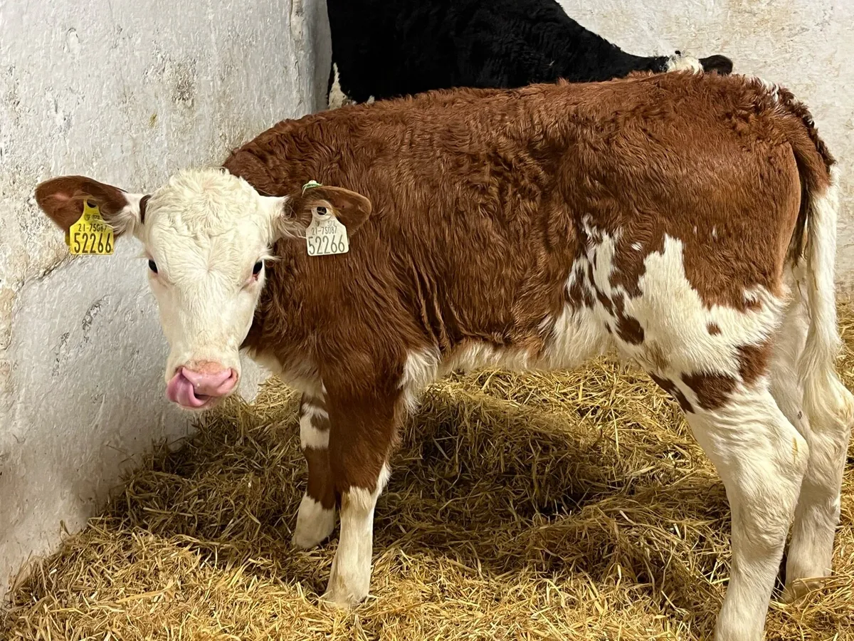 Serious Red Whitehead Heifer Calves - Image 1