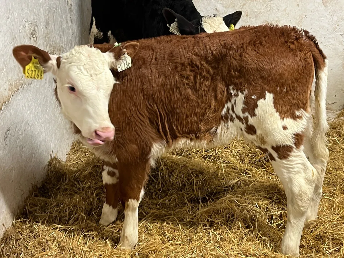 Serious Red Whitehead Heifer Calves - Image 2