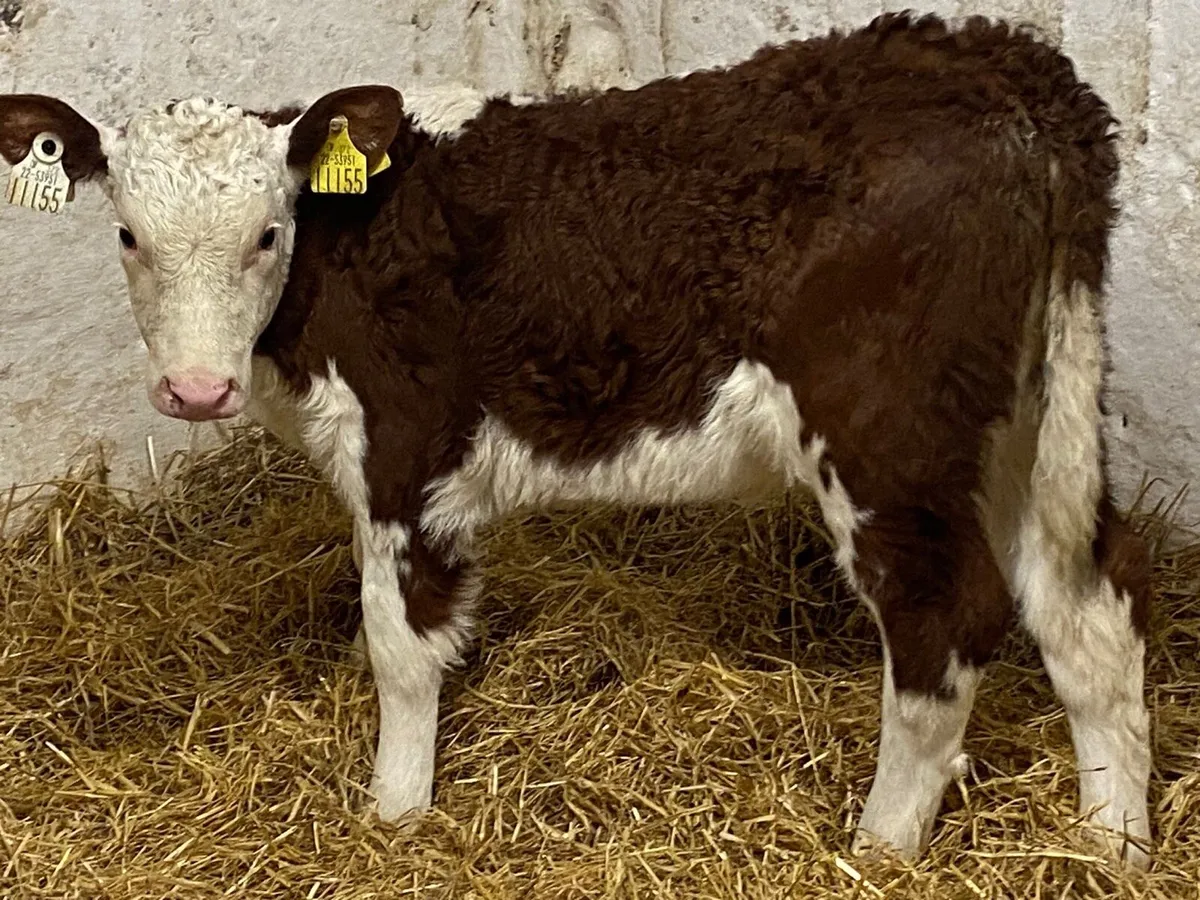 Serious Red Whitehead Heifer Calves - Image 3