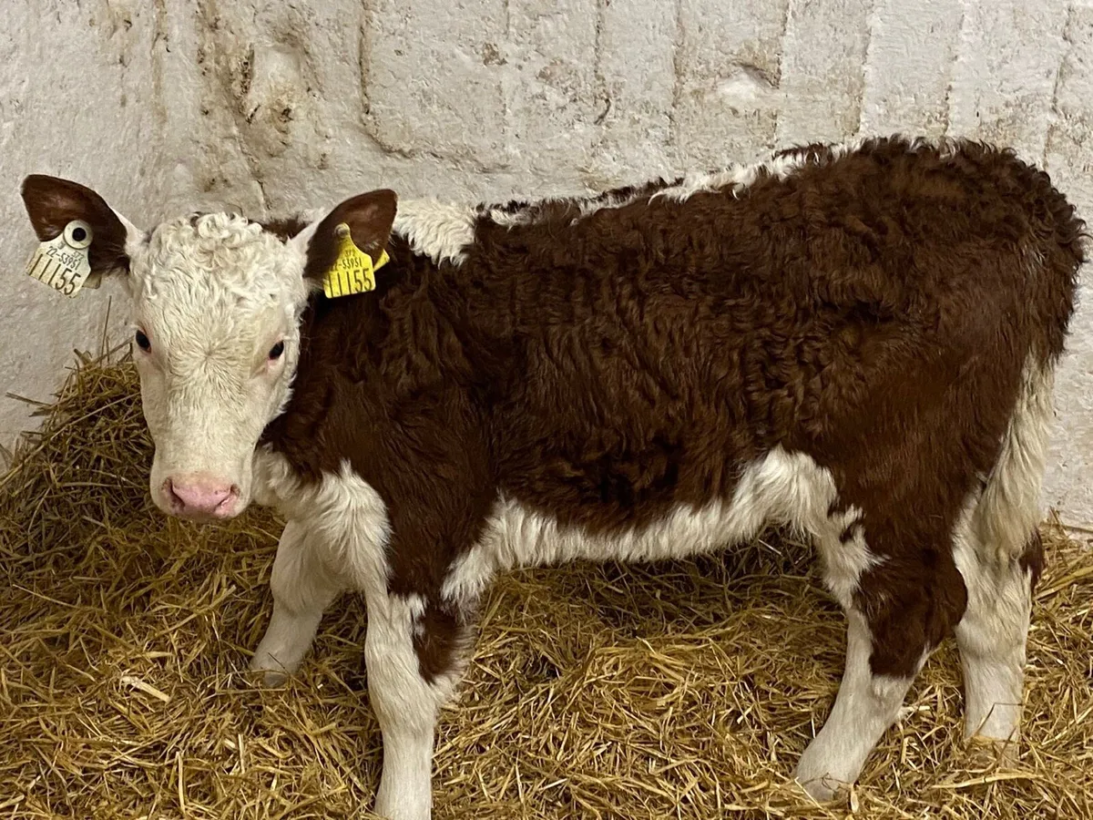 Serious Red Whitehead Heifer Calves - Image 4