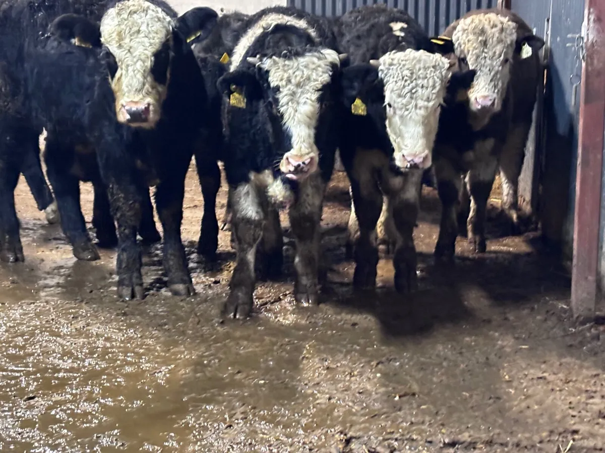 7 ANGUS & SIMMENTAL bull Weanlings for sale - Image 1