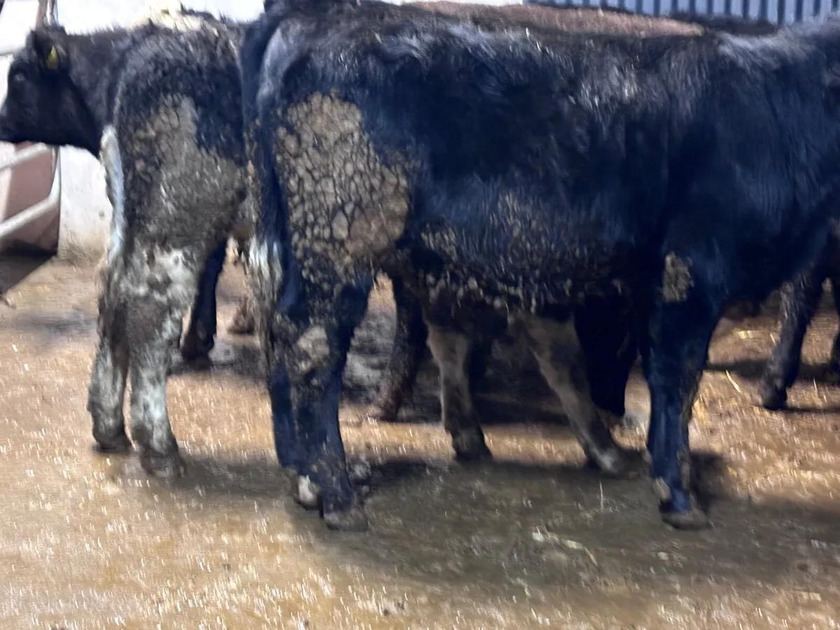 7 ANGUS & SIMMENTAL bull Weanlings for sale - Image 2