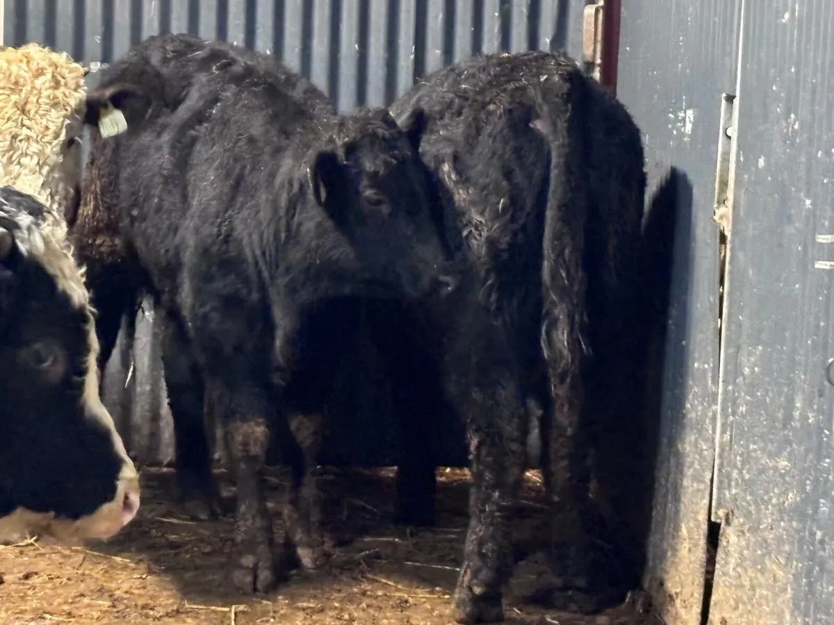 7 ANGUS & SIMMENTAL bull Weanlings for sale - Image 3