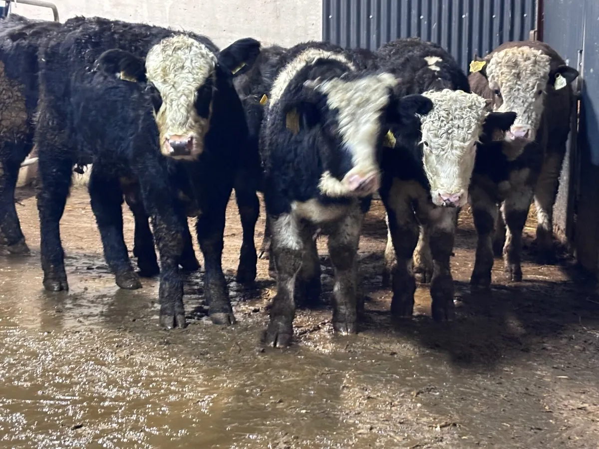 7 ANGUS & SIMMENTAL bull Weanlings for sale - Image 4