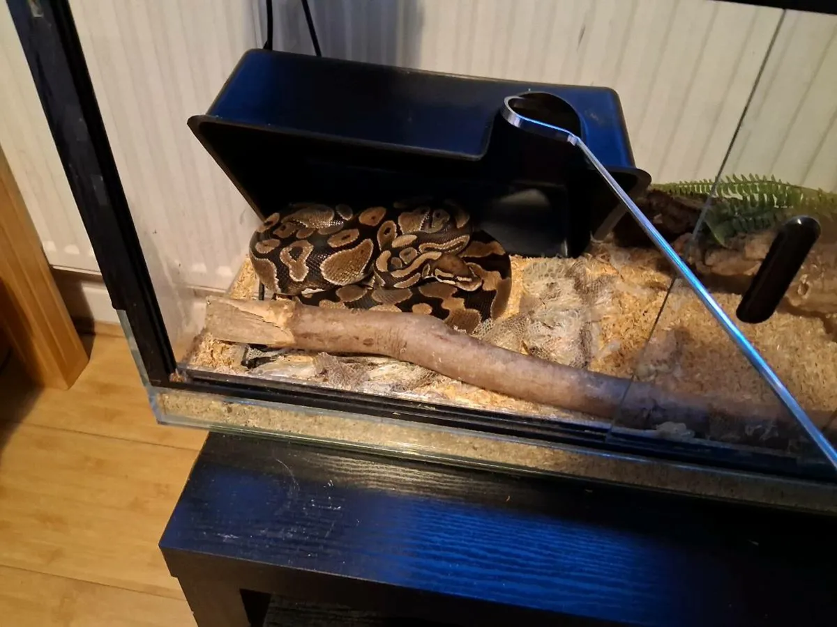 Royal Python and Enclosure - Image 3