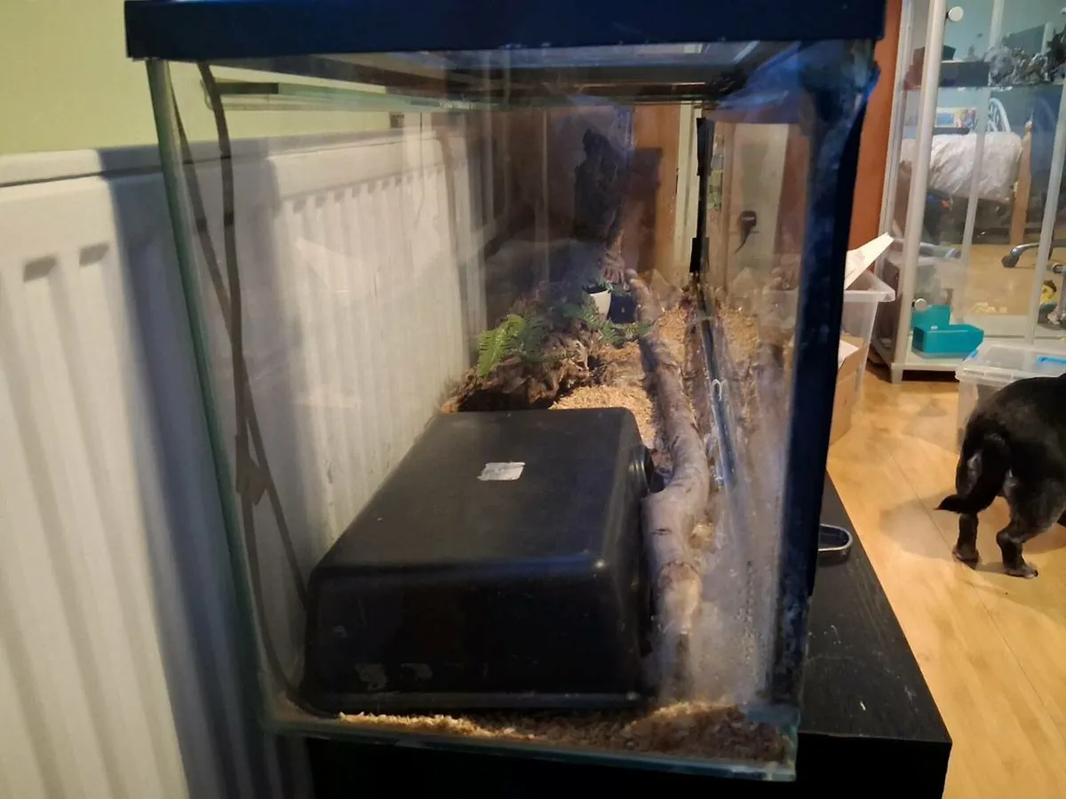 Royal Python and Enclosure - Image 4
