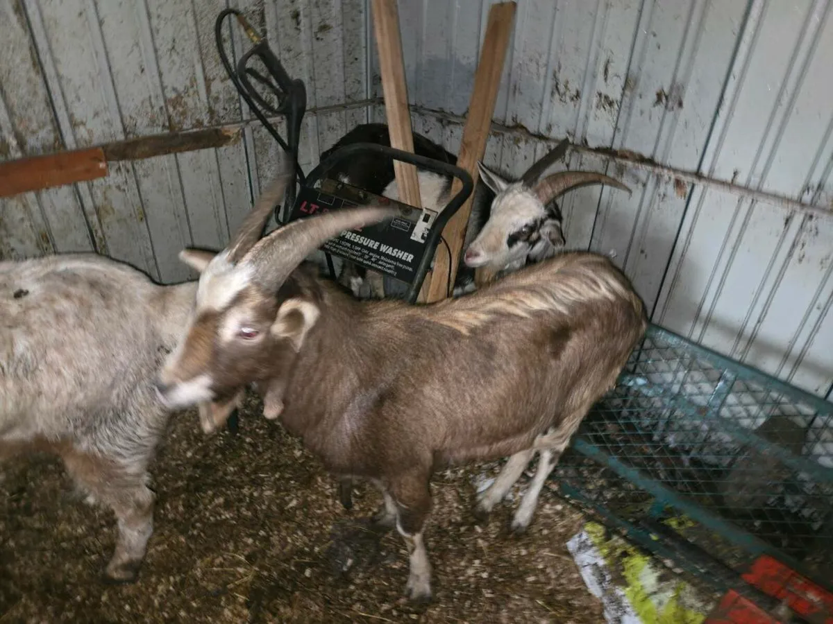 All kinda goats wanted