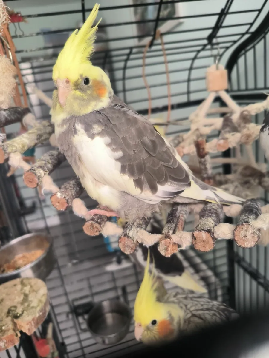 Cockatiel - Image 2