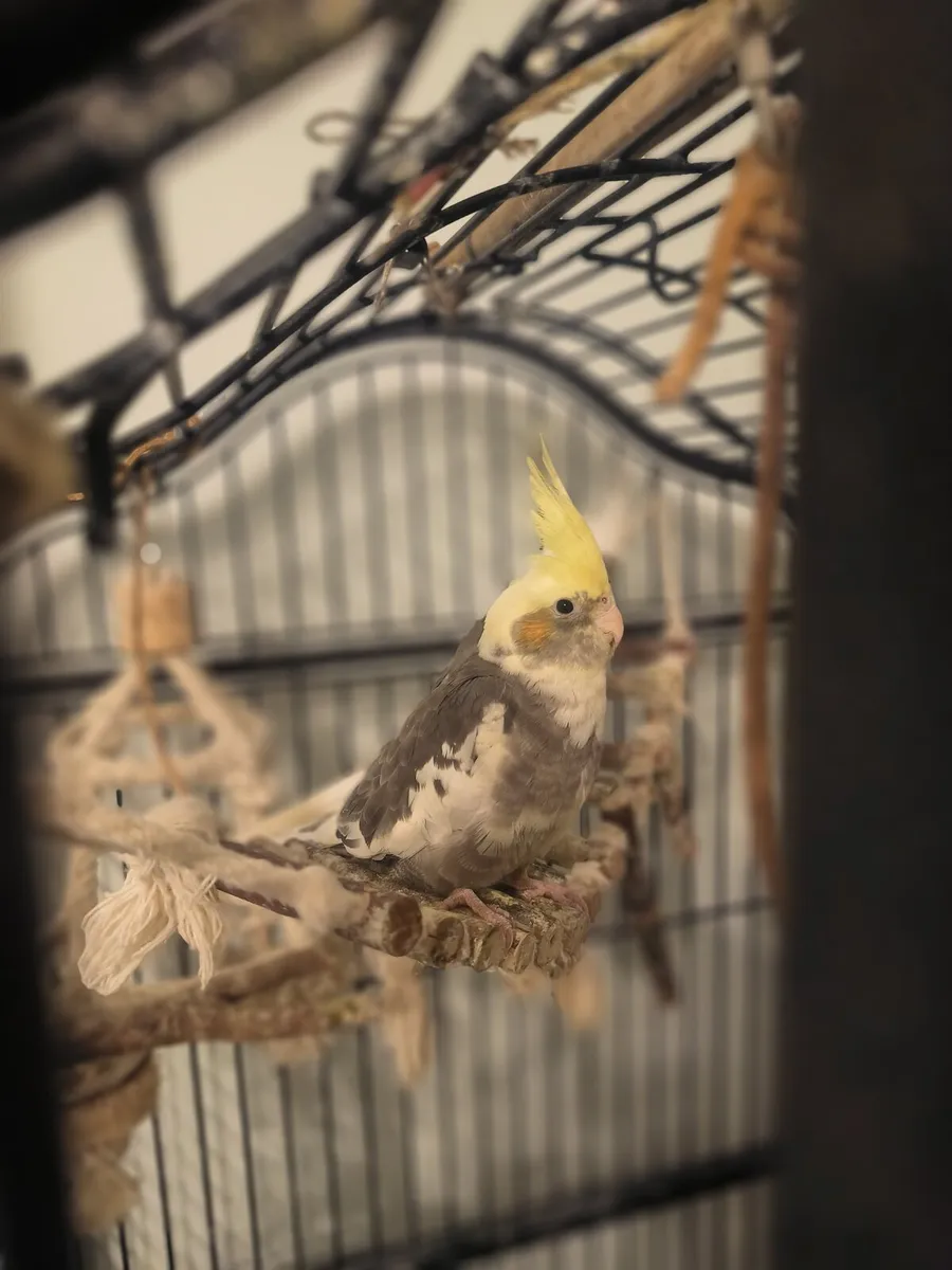 Cockatiel - Image 3