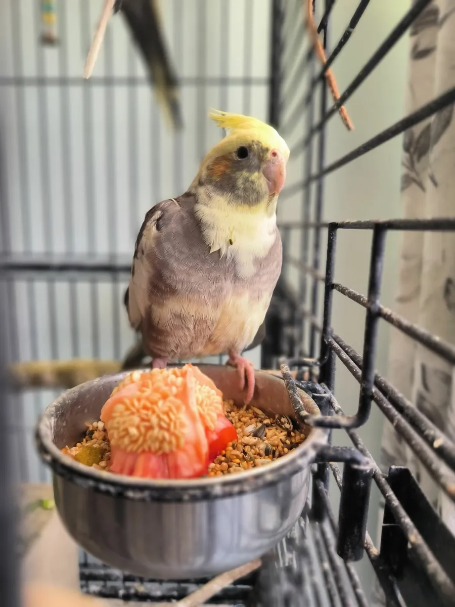 Cockatiel - Image 1
